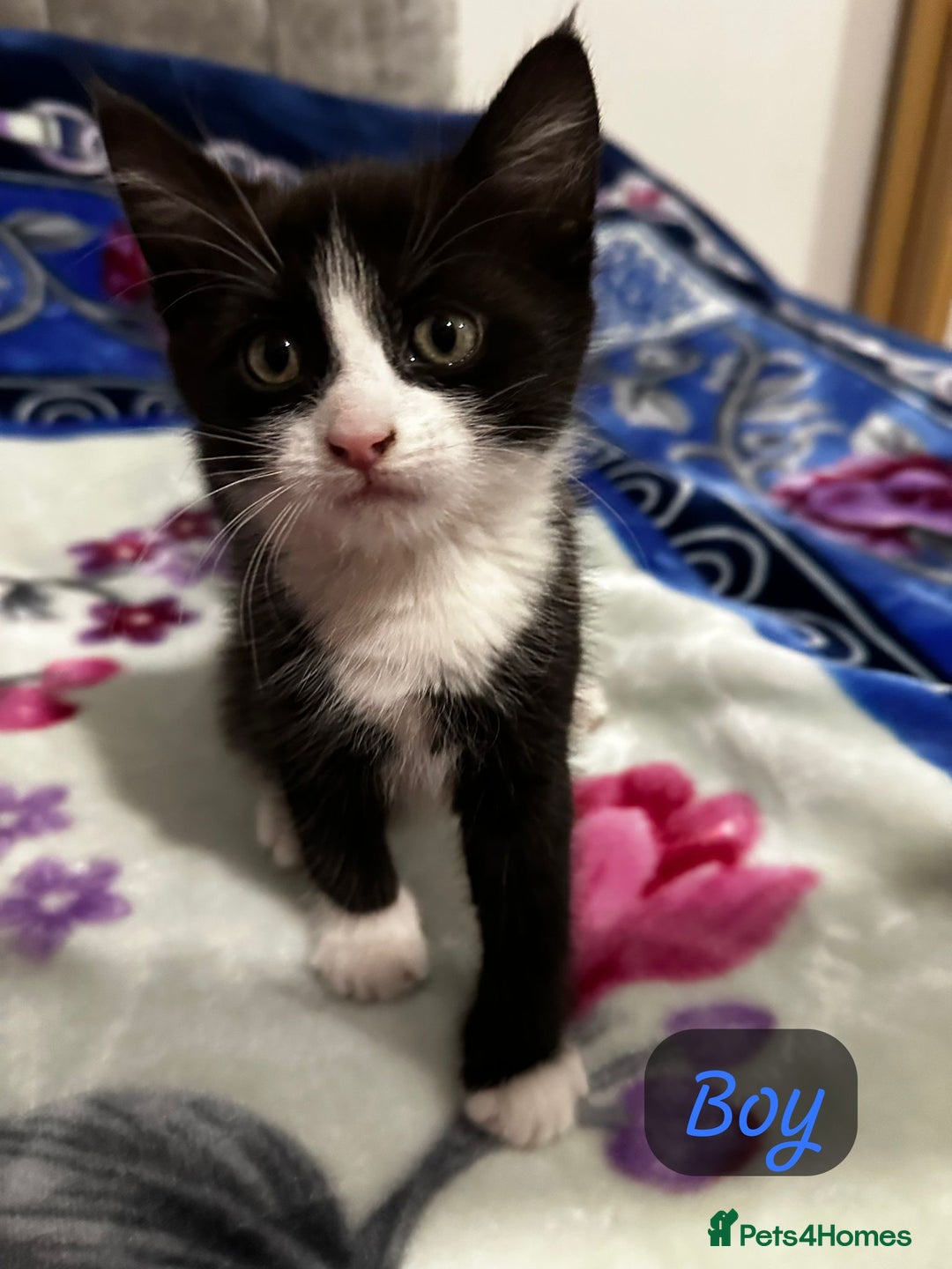 Mixed Breed cats for sale: Kittens looking a new home  - Advert 5