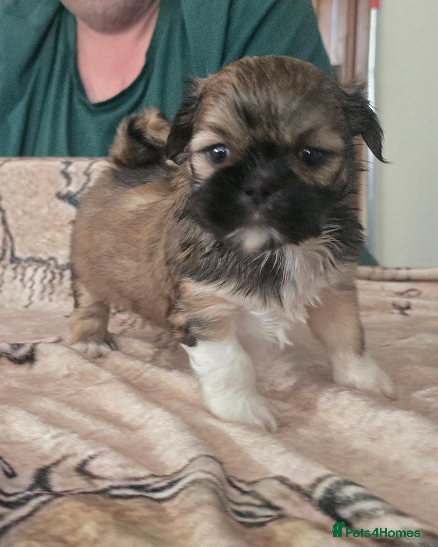 Lhasa Apso dogs Beautiful Litter of Lhasa Apso - Advert 2