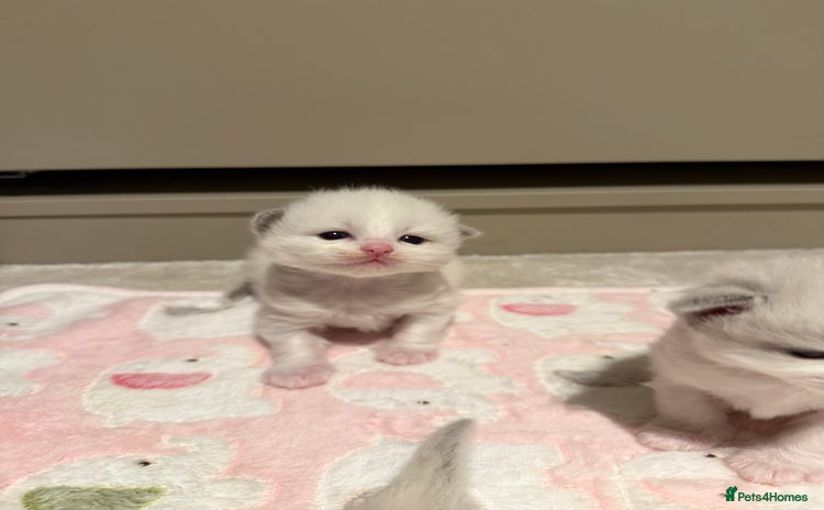 Ragdoll cats - Advert 9