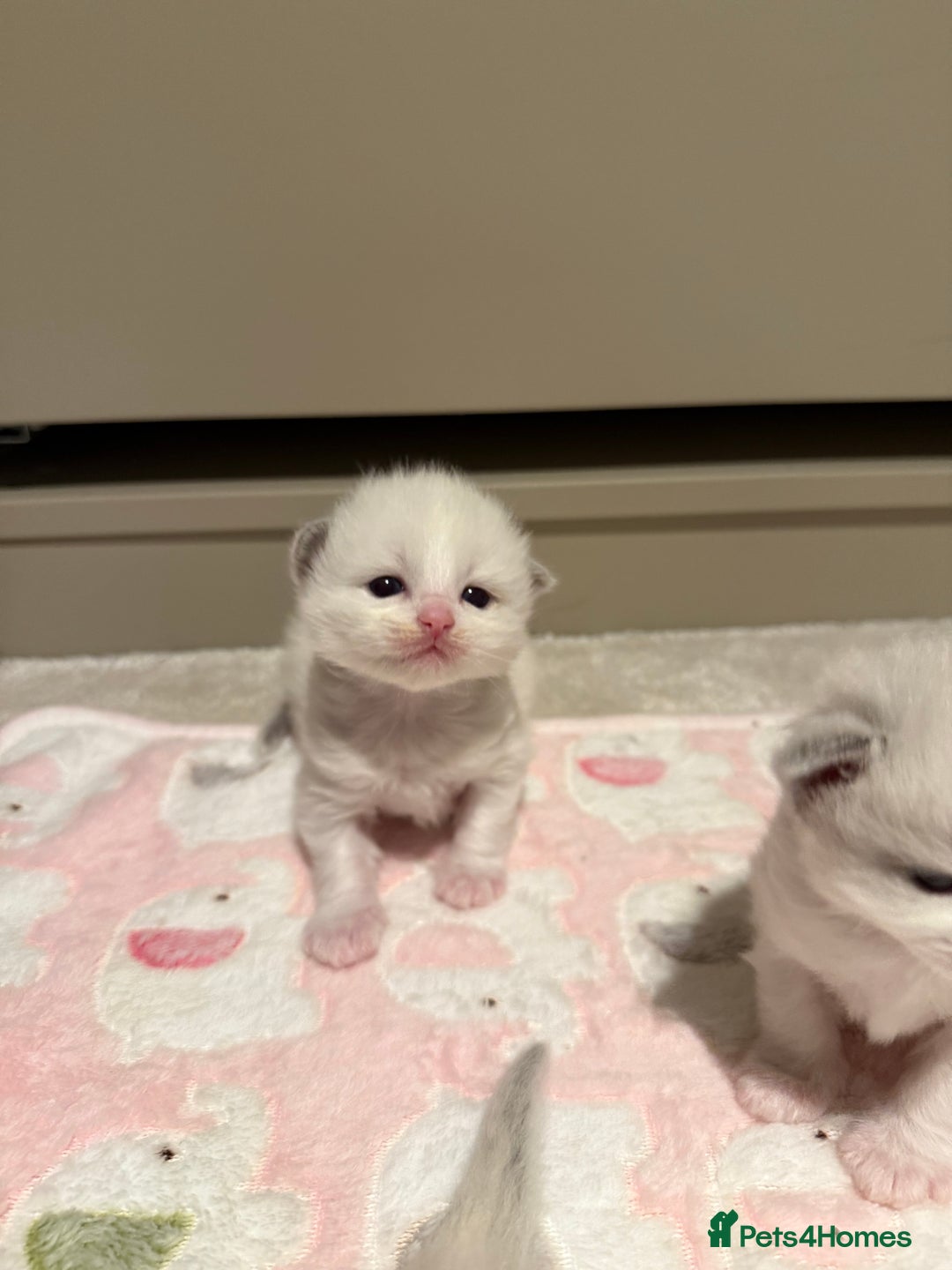 Ragdoll cats for sale: Purebred Ragdolls – Ready to Reserve Now 🍼 - Advert 26