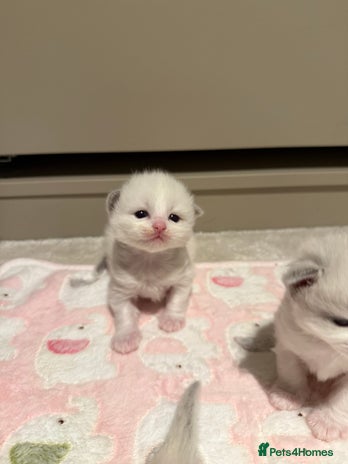 Ragdoll cats - Advert 6