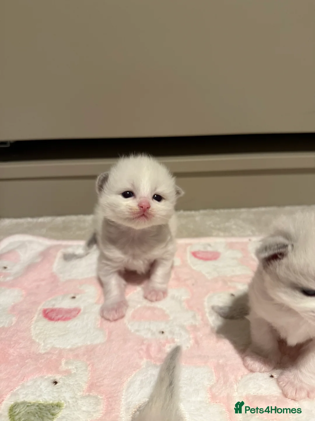 Ragdoll cats for sale: European Purebred Female Ragdoll 🩷 - Advert 24