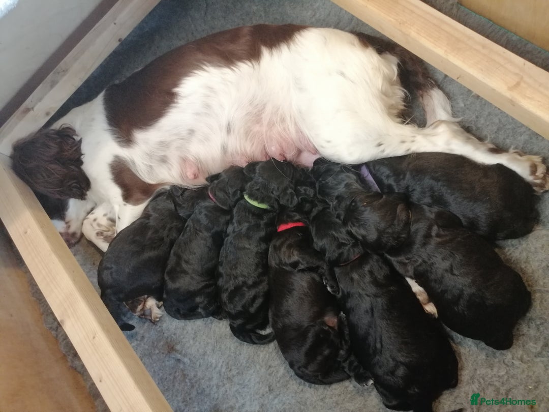 Sproodle dogs for sale: Sproodle F1 Puppies - Image 4