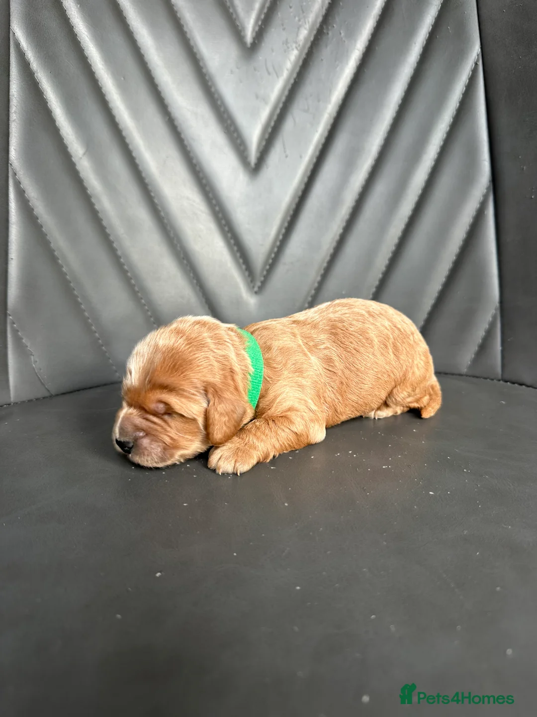 Cockapoo dogs for sale: 🌟 Stunning F1 Cockapoo Puppies 🌟  - Advert 6