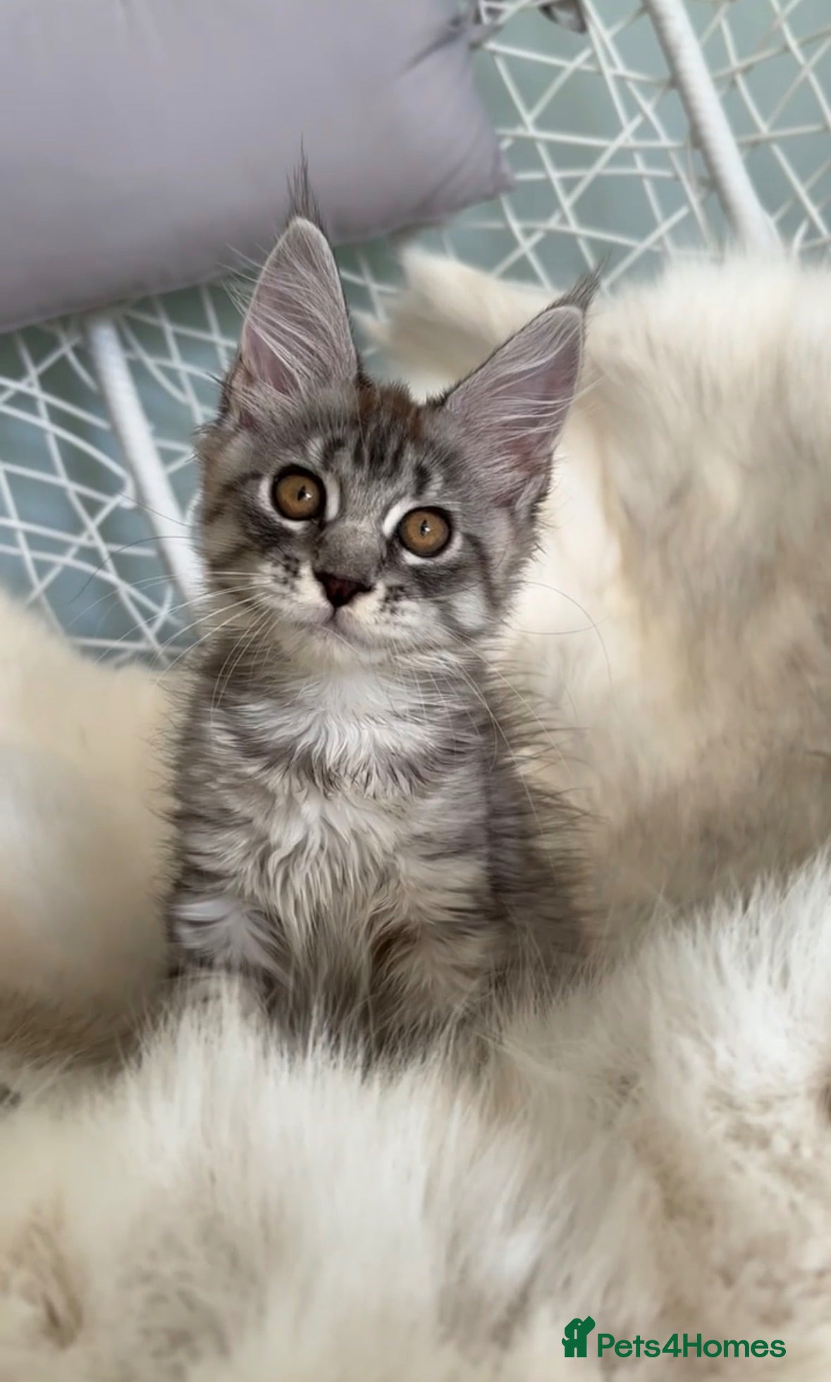 Maine Coon cats 3 Gorgeous TICA Registered Mainecoon kittens  - Advert 13