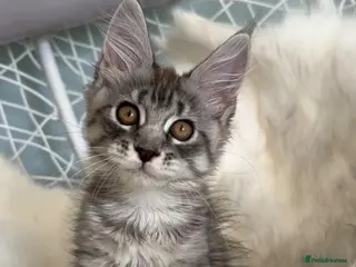 Maine Coon cats 3 Gorgeous TICA Registered Mainecoon kittens - Advert 1