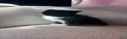 Mixed Breed cats for sale: 4 beautiful kittens - Advert 2