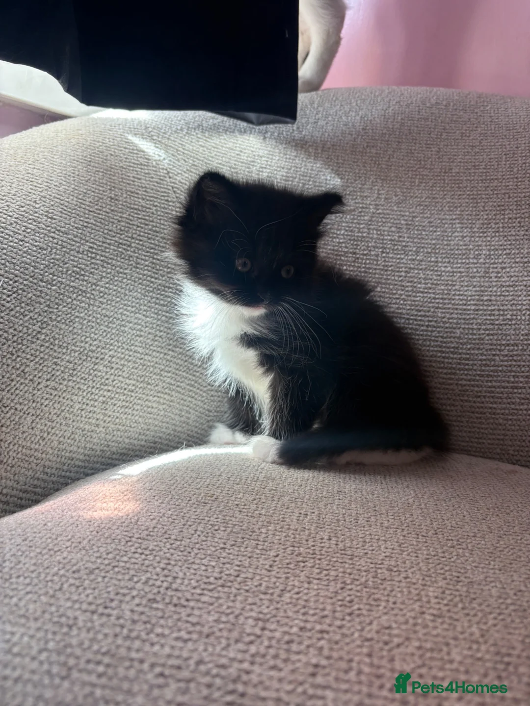 Mixed Breed cats for sale: 4 beautiful kittens - Advert 2