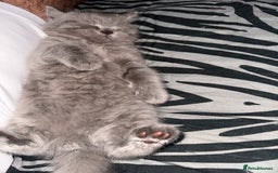 British Shorthair cats for sale: Gorgeous British Shorthair teddybears - Image 13