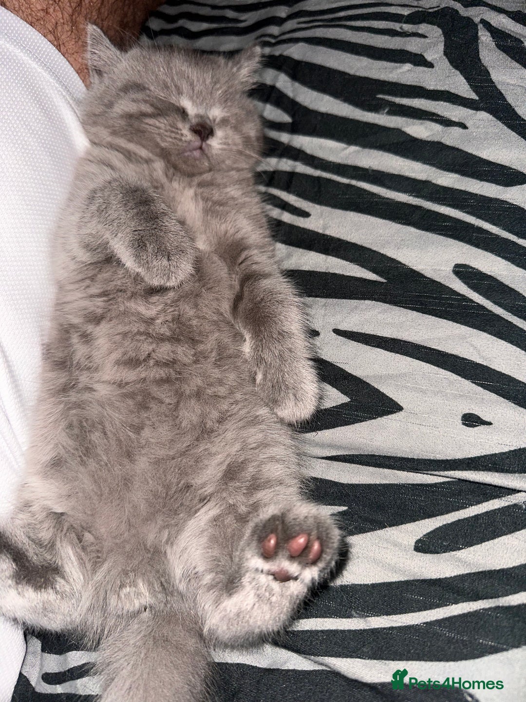 British Shorthair cats for sale: Gorgeous British Shorthair teddybears - Image 13