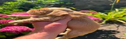 Cocker Spaniel dogs for sale: Quality Show Cocker Spaniels - Advert 12