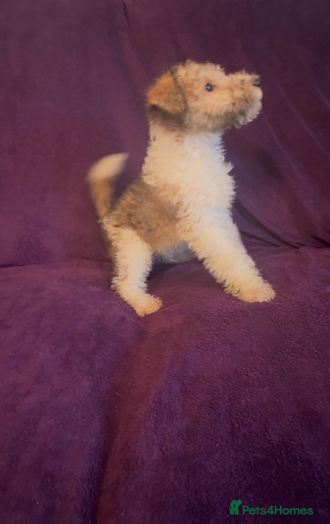 Fox Terrier dogs for sale: Stunning wire fox terrier puppies  - Advert 21