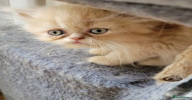 Persian cats - Advert 5
