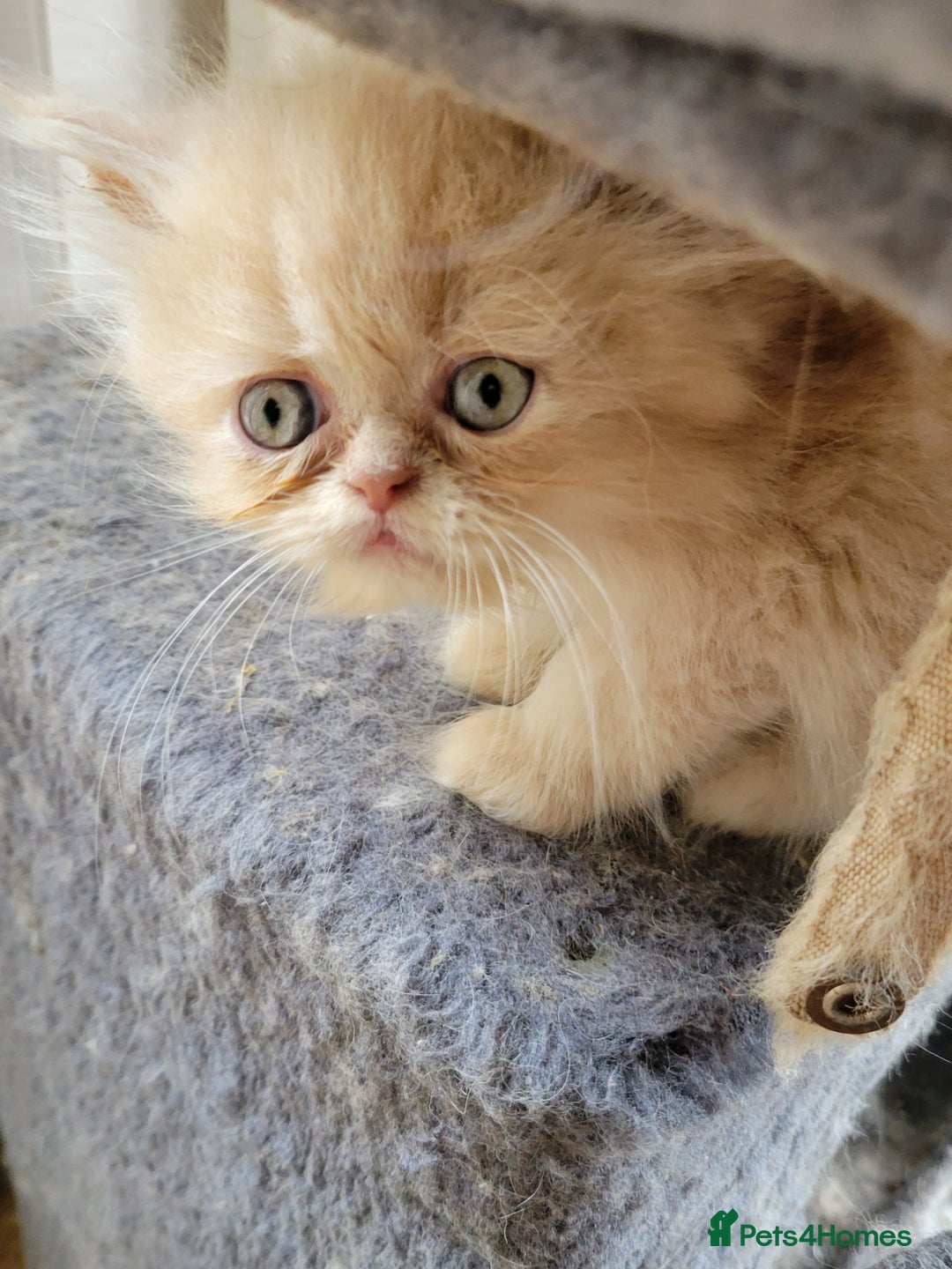 Persian cats for sale: 2 stunning full Persian  kittens ready now  - Image 5