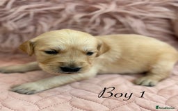 Golden Retriever dogs for sale: Beautiful GR Puppies – No Expense Spared! - Image 4