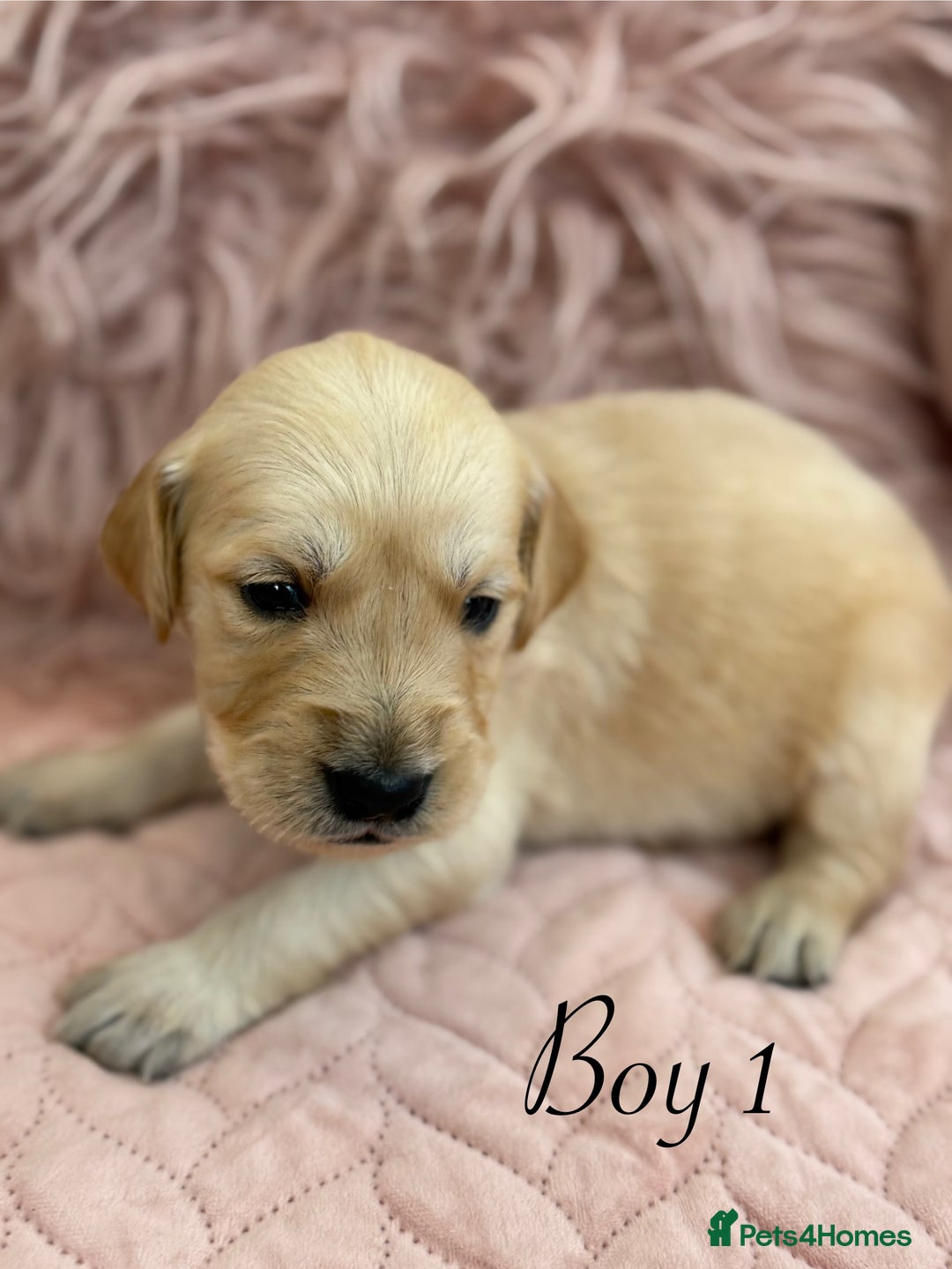 Golden Retriever dogs for sale: Beautiful GR Puppies – No Expense Spared! - Image 4