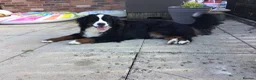 Bernese Mountain Dog dogs for sale: Stunning Bernese Mountain Dog, - Advert 6