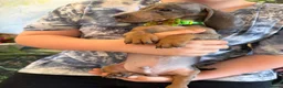 Miniature Dachshund dogs for sale: 💫❤️Supreme miniature dachshund puppies❤️💫  - Advert 7