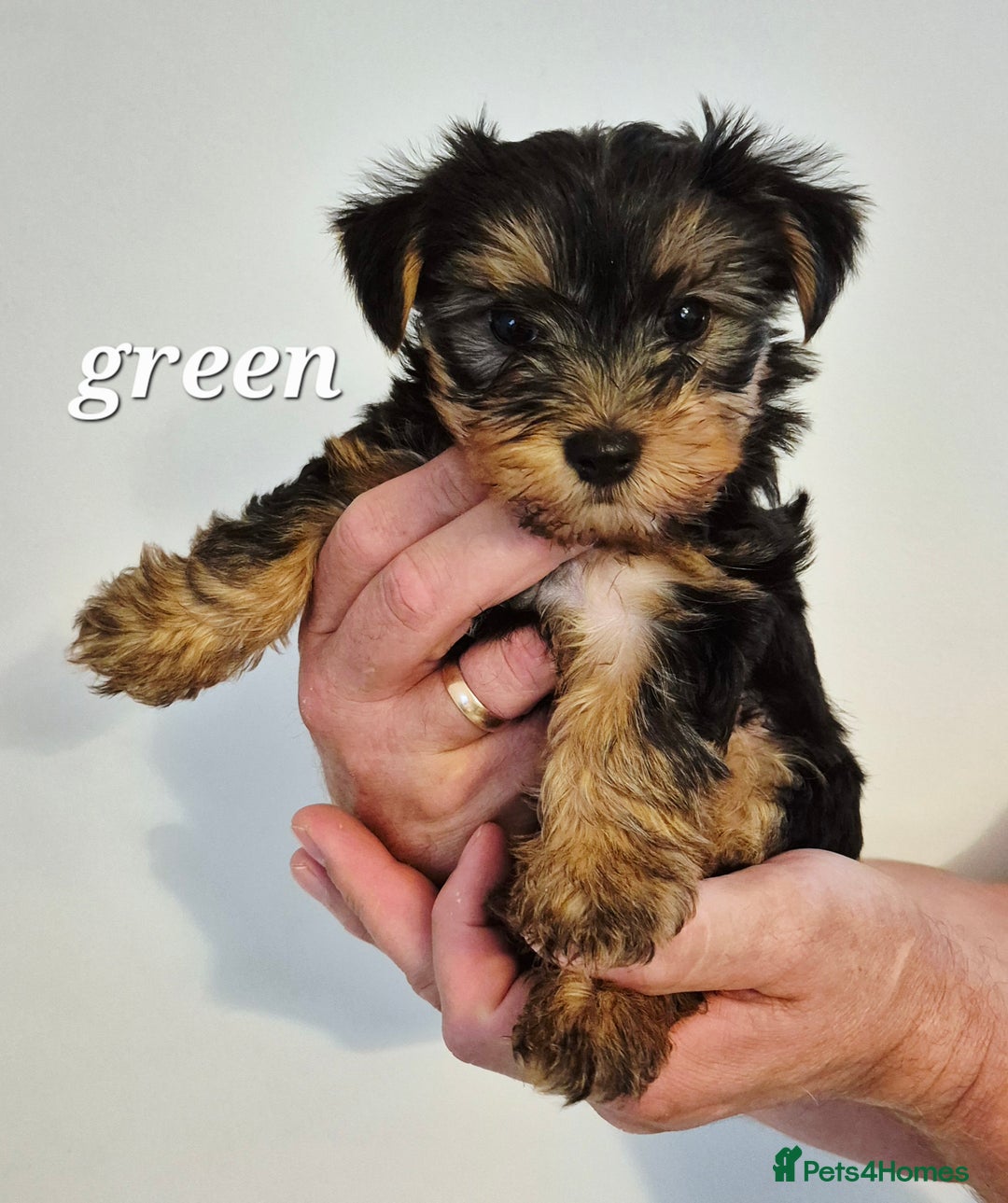 Yorkshire Terrier dogs for sale: Adorable Yorkie Puppies Ready for Loving Homes - Image 15