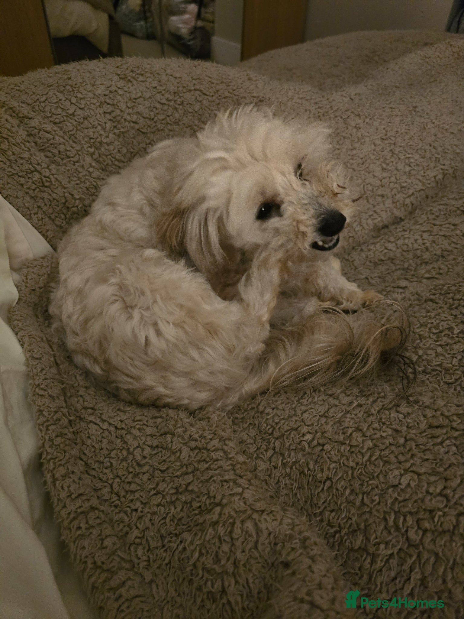 Maltipoo dogs for sale: Roxy  in Chester-le-Street - Advert 7