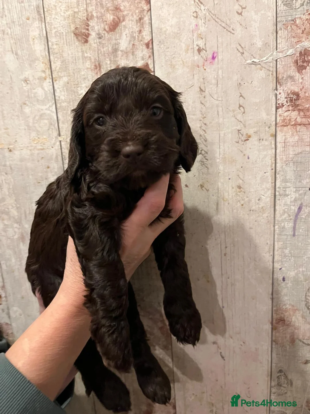 Mixed Breed dogs for sale: Beautiful Sprockerpoo puppies 😍 - Advert 12