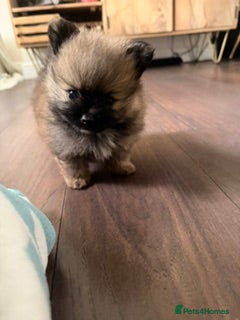 Pomeranian dogs 2 amazing males available - Advert 2