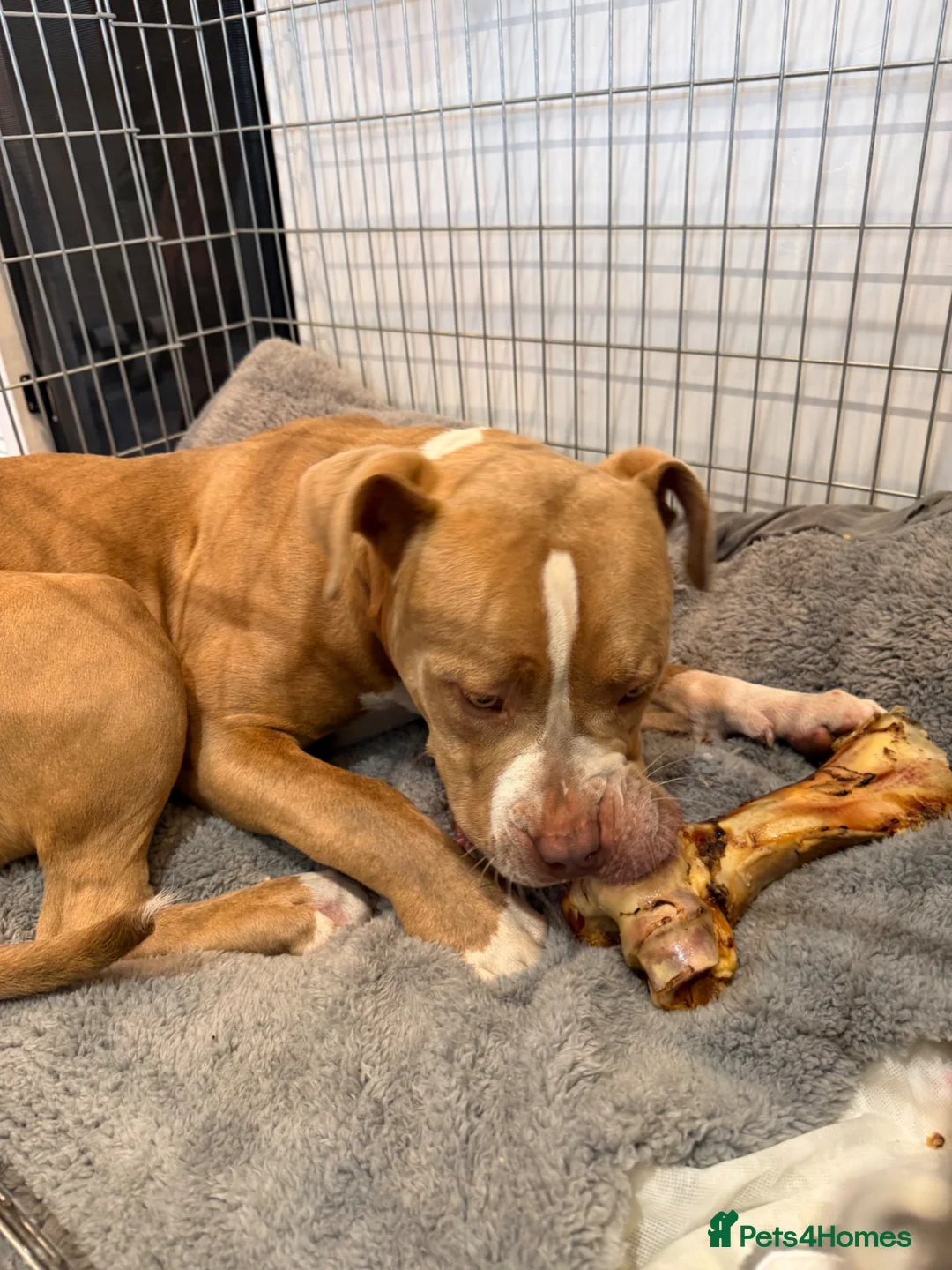 Mixed Breed dogs for sale: Beautiful 9 month old staff x boxer  - Advert 2