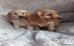 Cockapoo dogs for sale: Cockapoo puppy's  - Advert 5