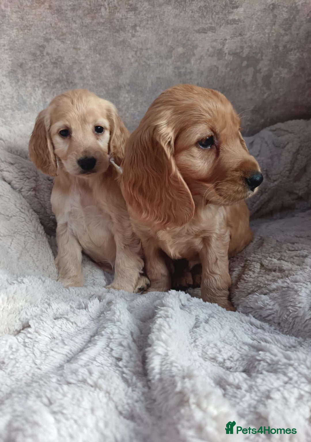 Cockapoo dogs for sale: Cockapoo puppy's  - Advert 5