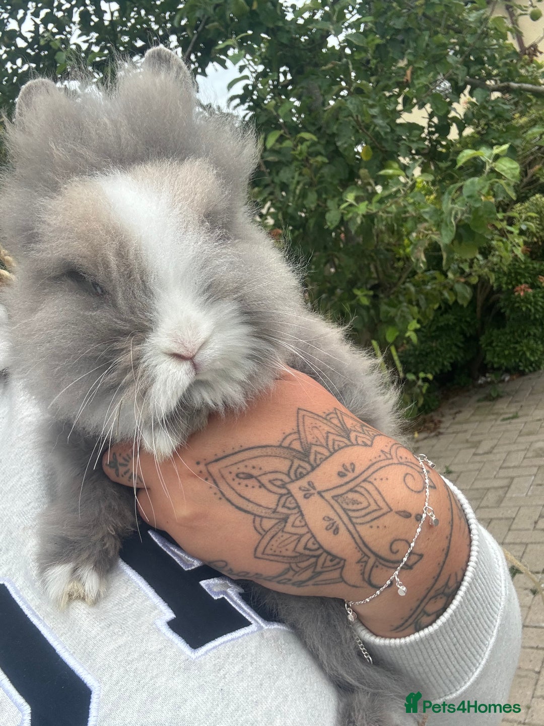 Lionhead rabbits for sale: 6 month old male lionhead  - Advert 1