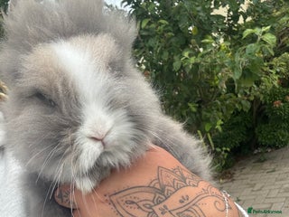Lionhead rabbits 6 month old male lionhead - Advert 2