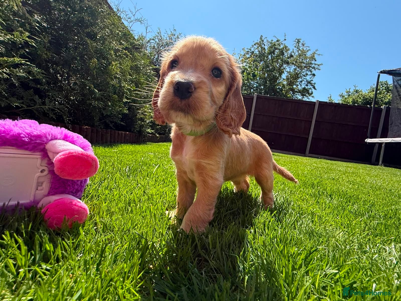 Cocker Spaniel dogs Gorgeous Show Type Cocker Spaniel Puppies - Advert 9