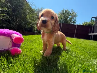 Cocker Spaniel dogs Gorgeous Show Type Cocker Spaniel Puppies - Advert 9