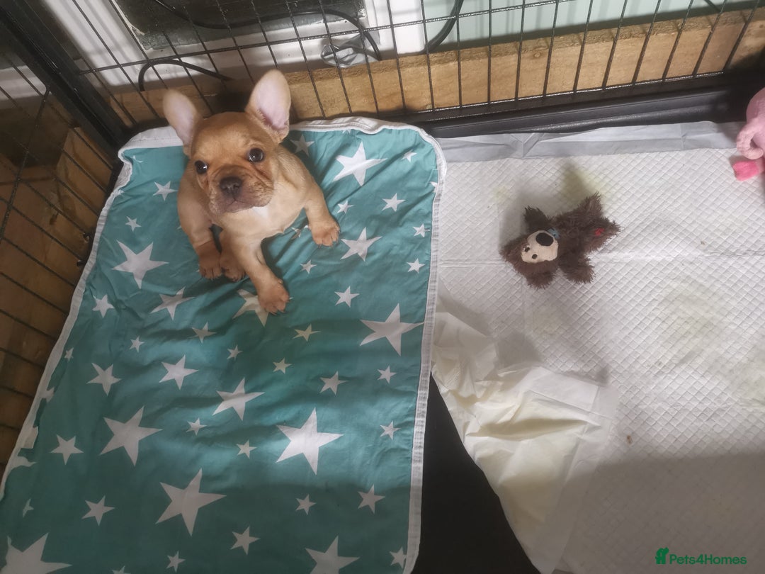 French Bulldog dogs for sale: Gorgeous Maskless Fawn French Bulldog Puppy - Image 1