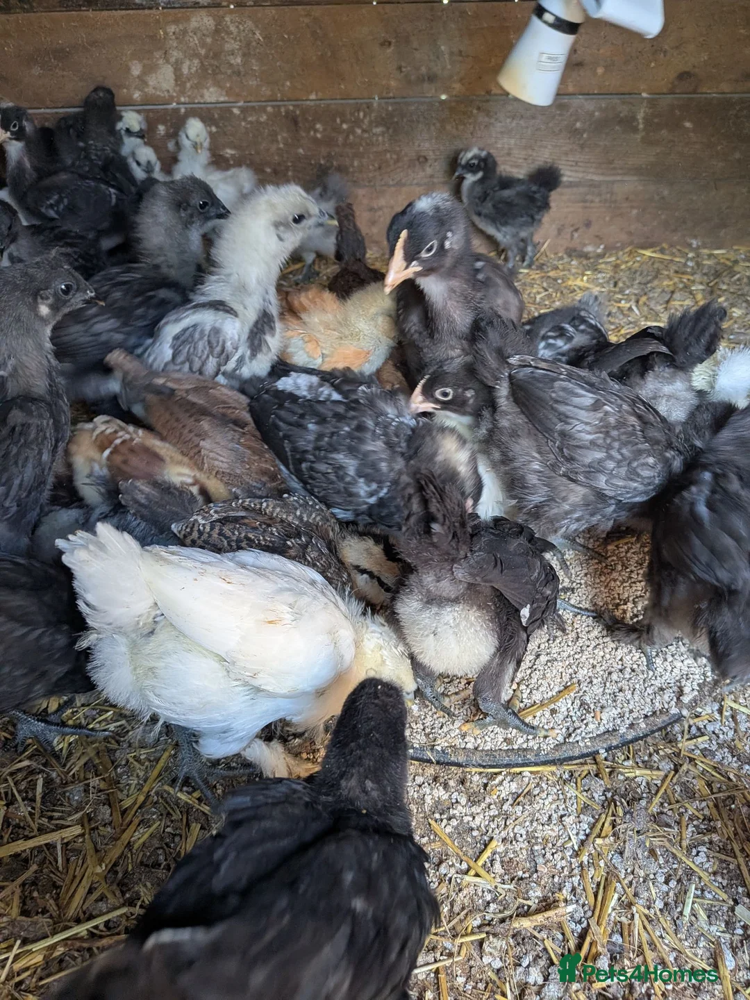 Chickens poultry for sale: Mixed silkie chicks - Advert 2
