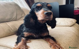 Cocker Spaniel dogs for sale: Ready 30th august import lines  - Image 30