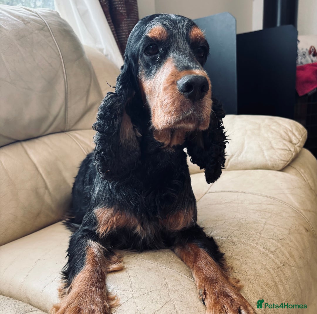 Cocker Spaniel dogs for sale: Ready 30th august import lines  - Image 30