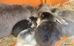 French Lop rabbits for sale: Giant French lop rabbits for sale  - Image 12