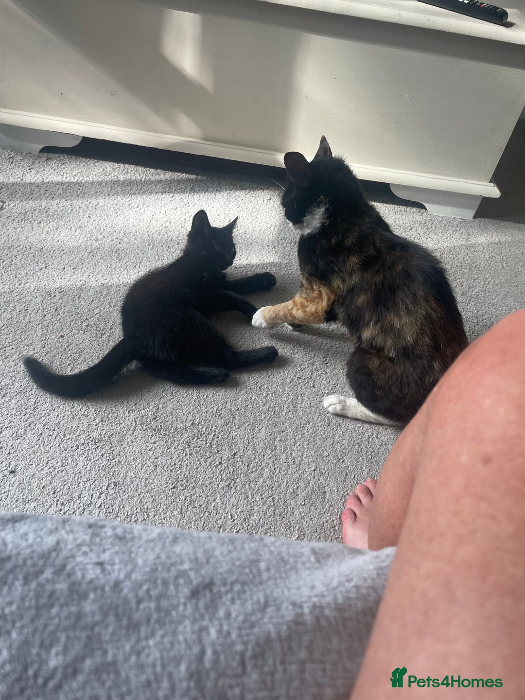 Domestic Shorthair cats for sale: Four fluffy kittens  - Image 11