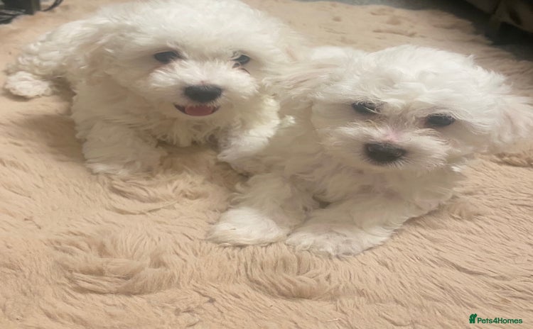 Maltese dogs - Advert 2