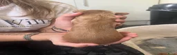 Cocker Spaniel dogs for sale: Full bred cocker spaniel puppies in Cambridge - Advert 7