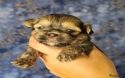 Shih Tzu dogs for sale: Beautiful Shih Tzu Puppies  - Image 10