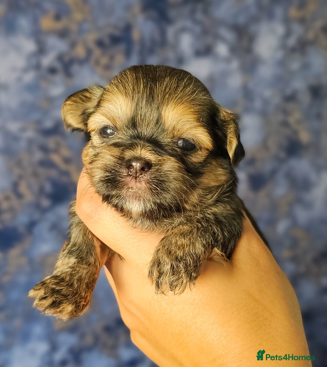 Shih Tzu dogs for sale: Beautiful Shih Tzu Puppies  - Image 10