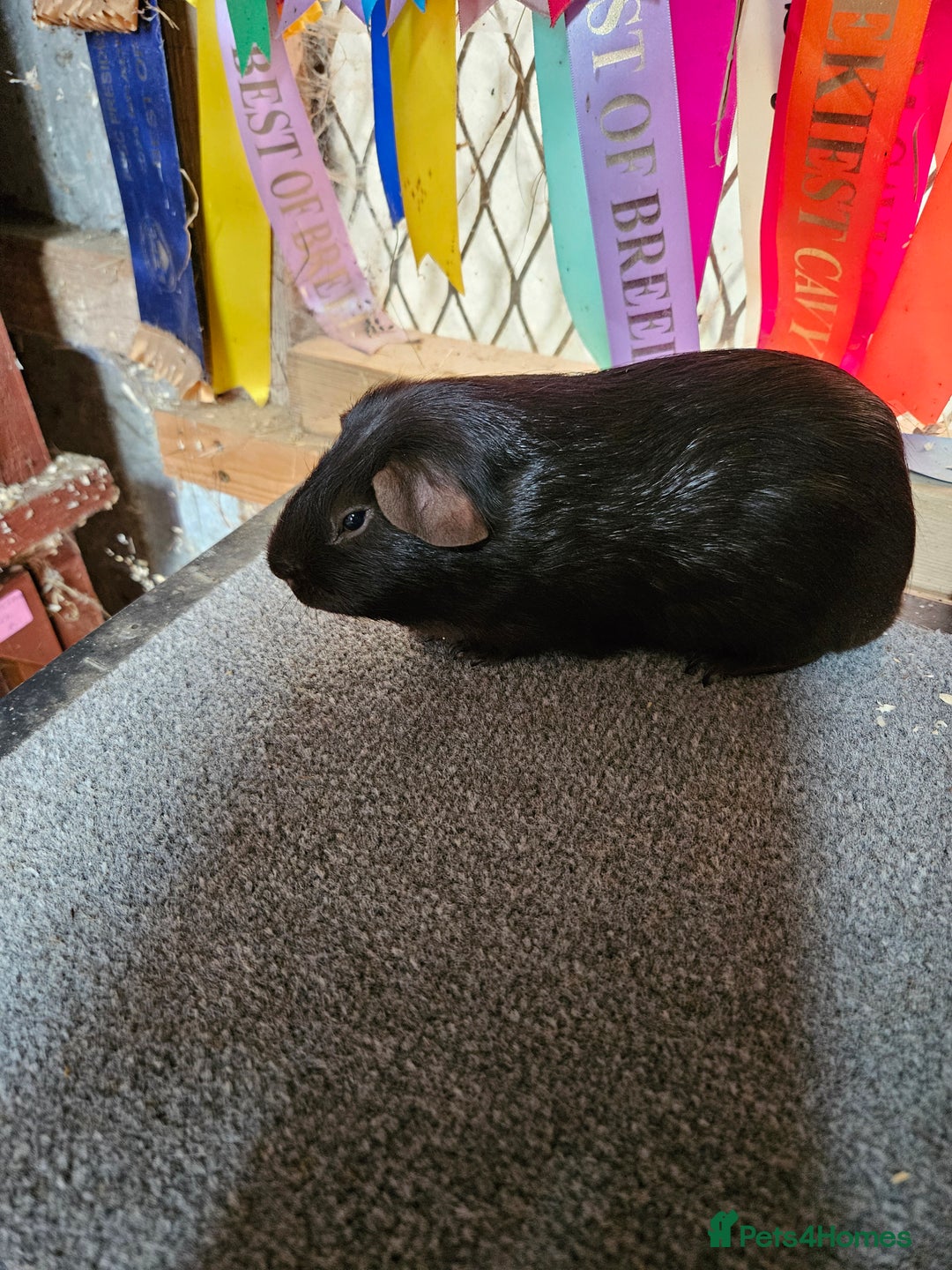 Guinea Pig rodents for sale: Baby boy guinea pigs £40 pair - Image 8