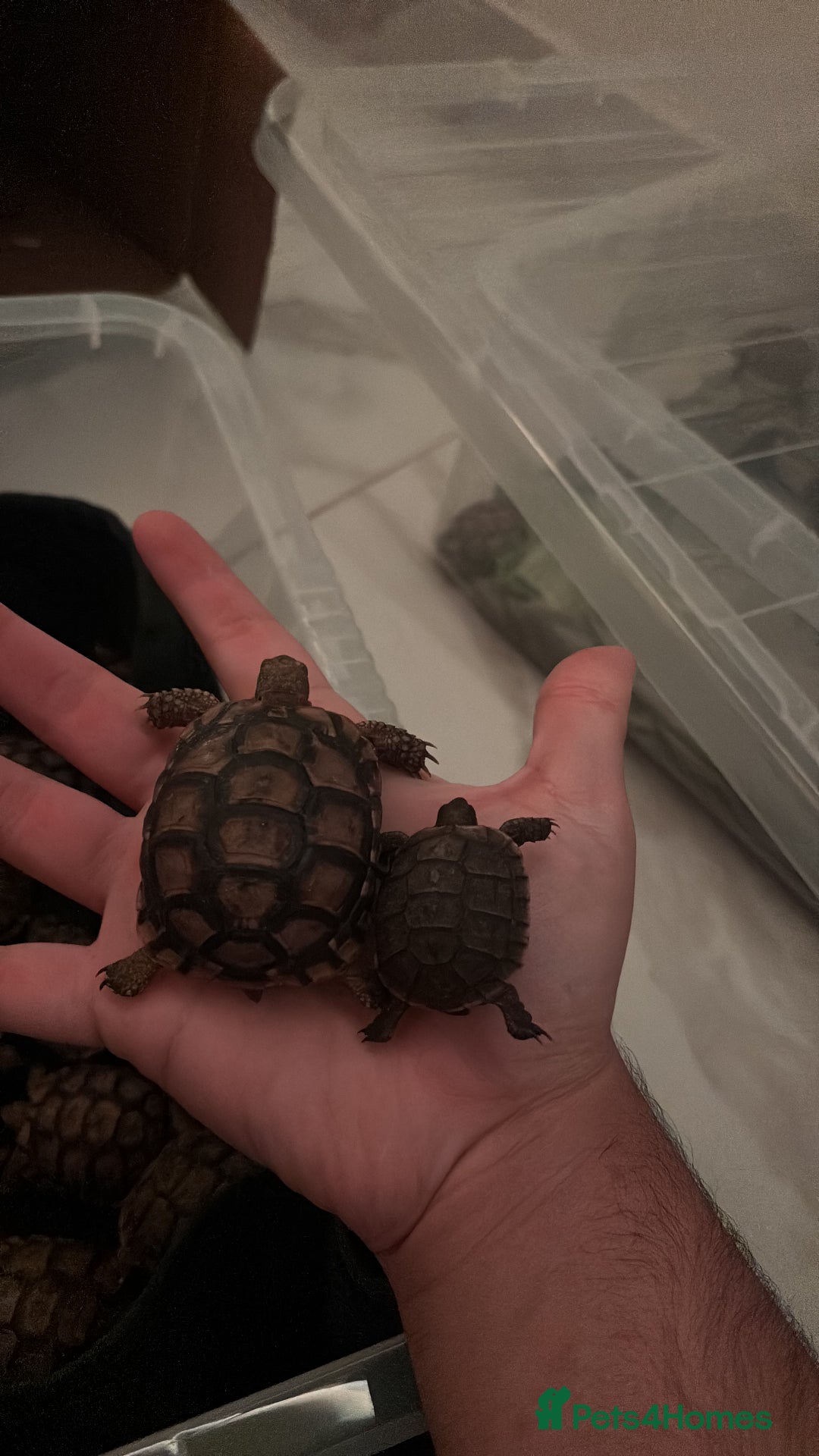 Tortoise reptiles for sale: Tortoise - Advert 10