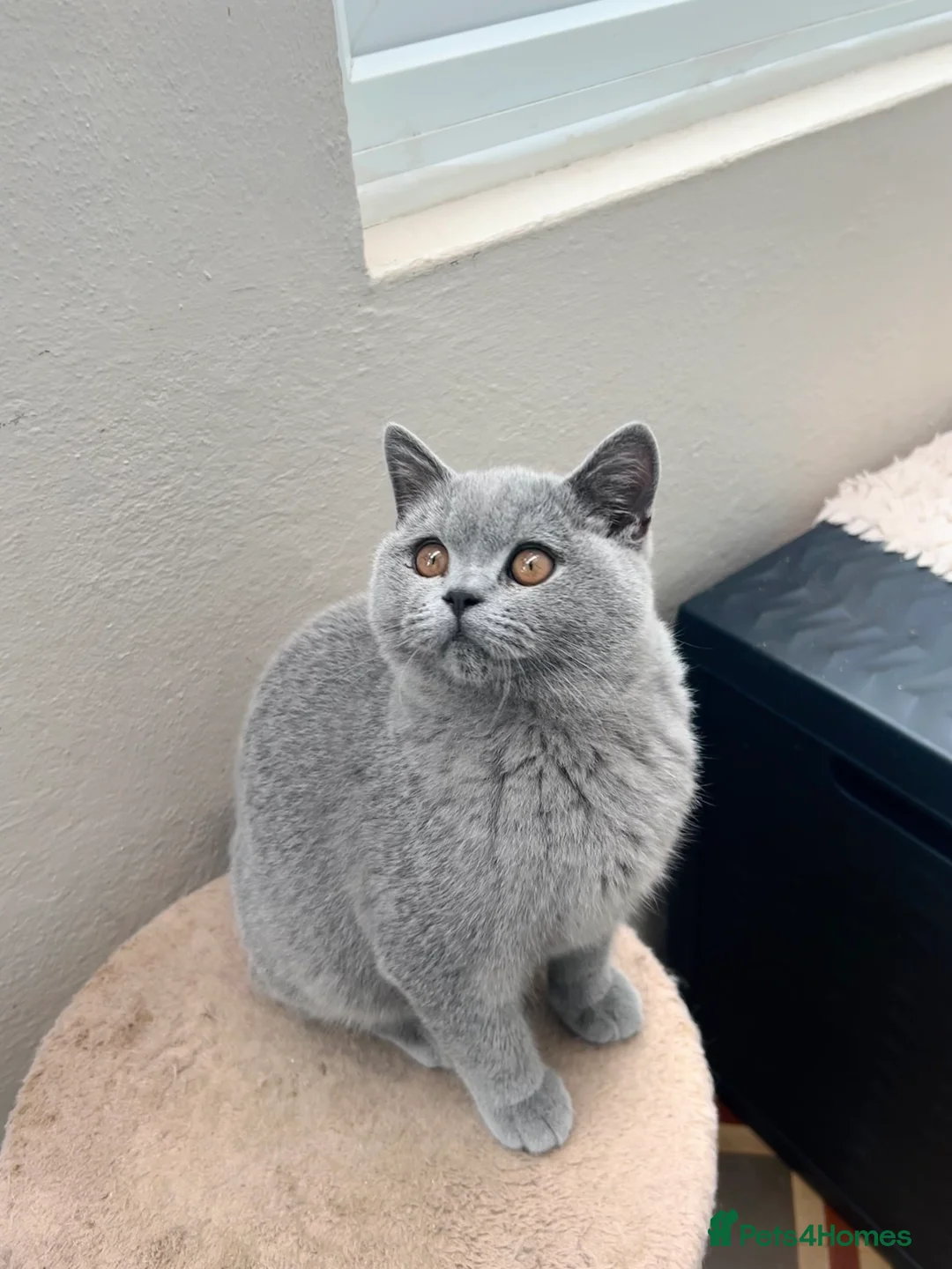 British Shorthair cats for sale: Beautiful Pedigree GCCF Registered – Ready Now! - Advert 11