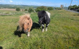 Shetland pony horses for sale: Glenmarsh holly - Image 5