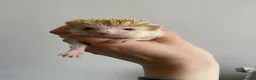 Pygmy Hedgehog rodents for sale: Male African Pygmy Hedgehog  - Advert 3