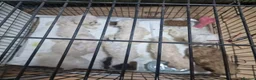 Mixed Breed dogs for sale: Bichon freise cross Bichon terrier  - Advert 11
