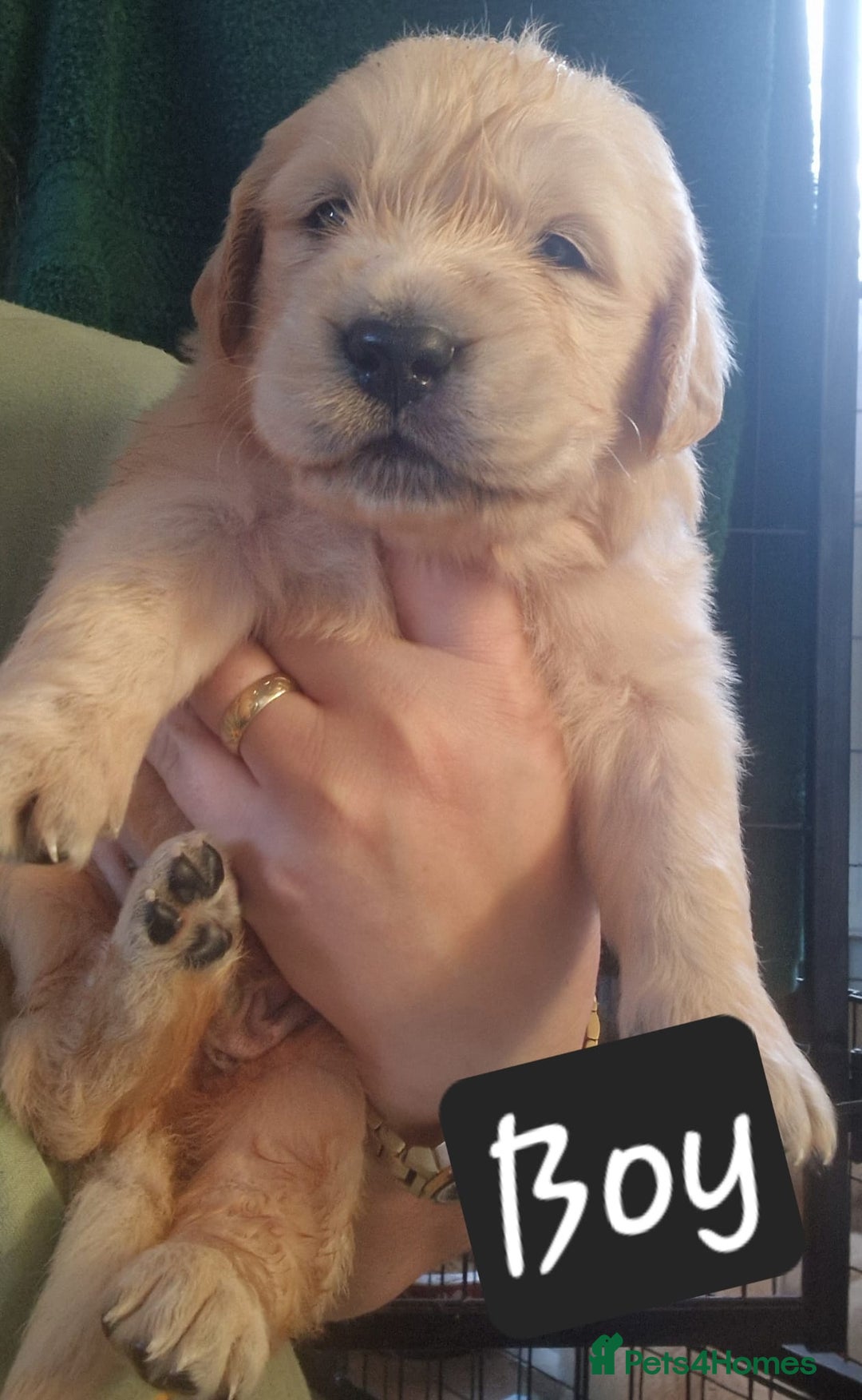 Golden Retriever dogs for sale: KC GoldenRetriver,READY NOW - Advert 9